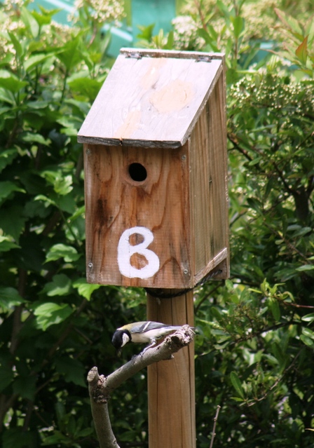 やさい畑 庭に来た野鳥
