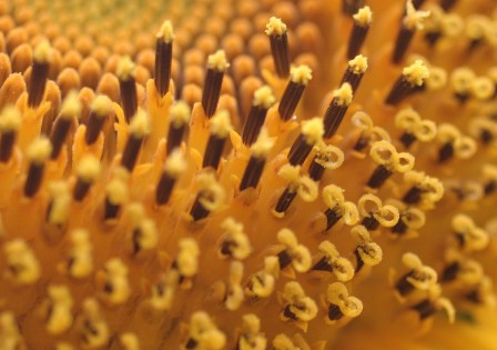 ひまわりのおしべとめしべ ご質問にあわてて やさい畑