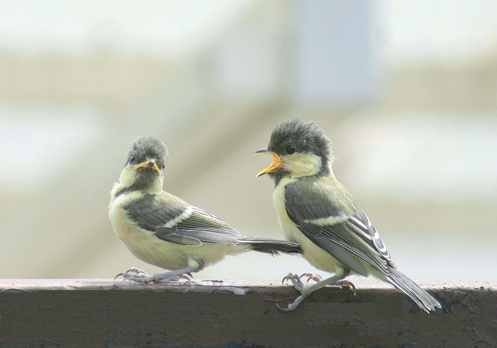 シジュウカラ 外界へ巣立ち やさい畑