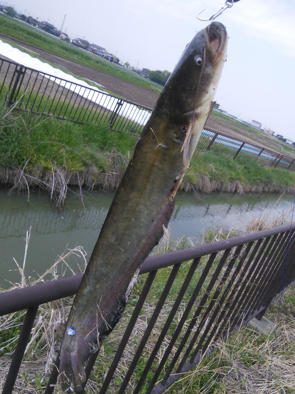 羹 ブラックバス に懲りてナマズを釣る 序章 In埼玉県川越市 15年4月25日 長屋王blog
