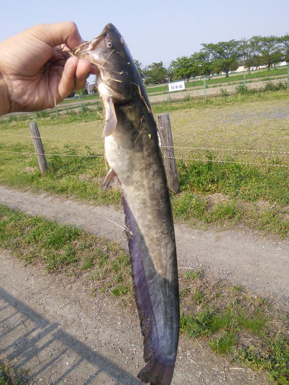 羹 ブラックバス に懲りてナマズを釣る 序章 In埼玉県川越市 15年4月25日 長屋王blog 羹 ブラックバス に懲りてナマズを釣る 序章 In埼玉県川越市 15年4月25日 長屋王blog