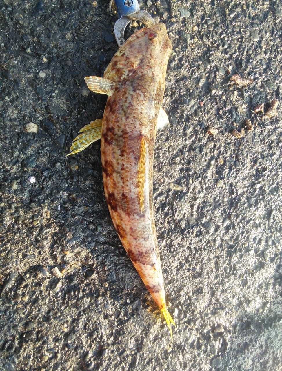 静岡県沼津市 木負堤防 弾丸釣行２０１５年１０月後半 長屋王blog