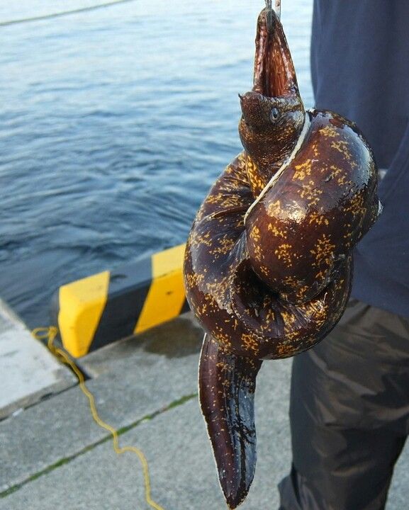 静岡県熱海市 網代港 年末ジャンボウツボ釣り 長屋王blog 静岡県熱海市 網代港 年末ジャンボウツボ釣り 長屋王blog
