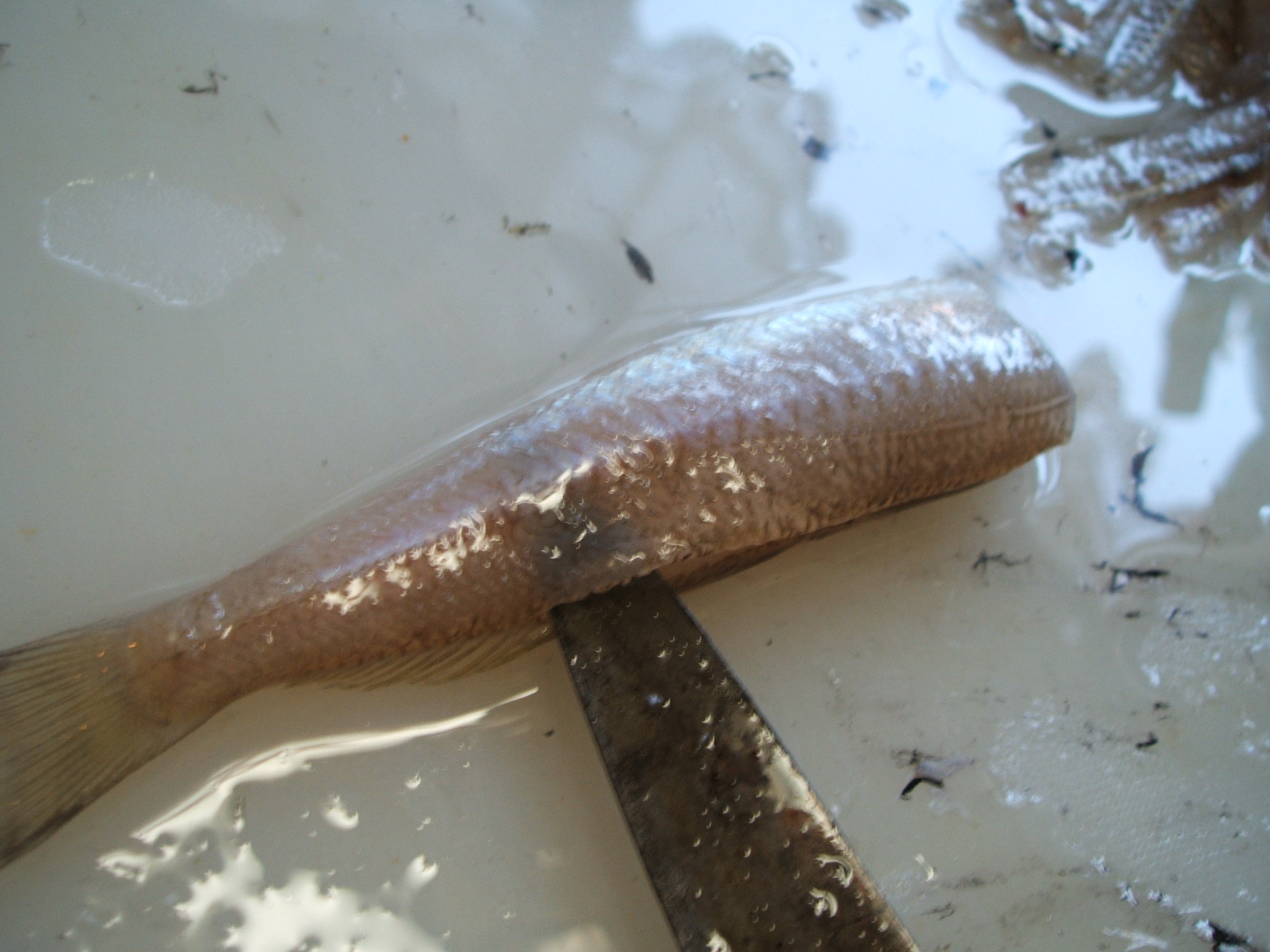 釣った魚の保存法 フライ編 投げは友あれ