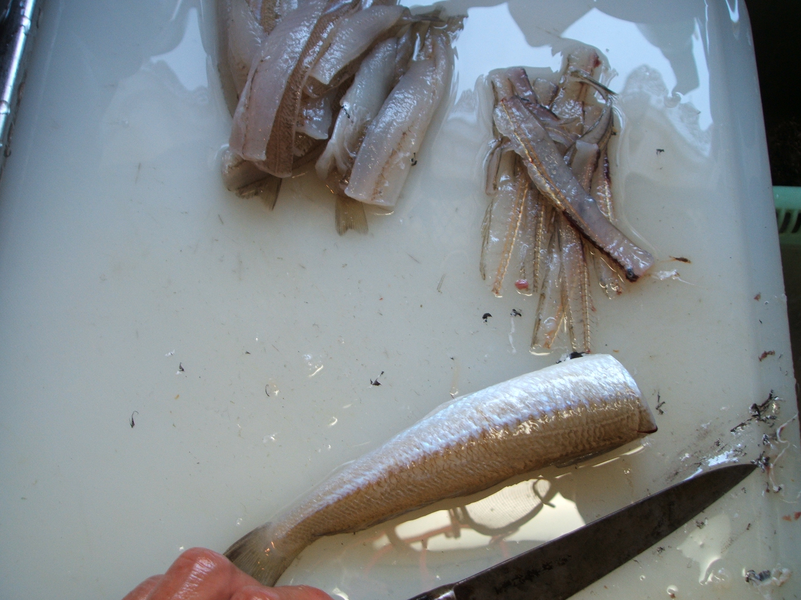 釣った魚の保存法 フライ編 投げは友あれ