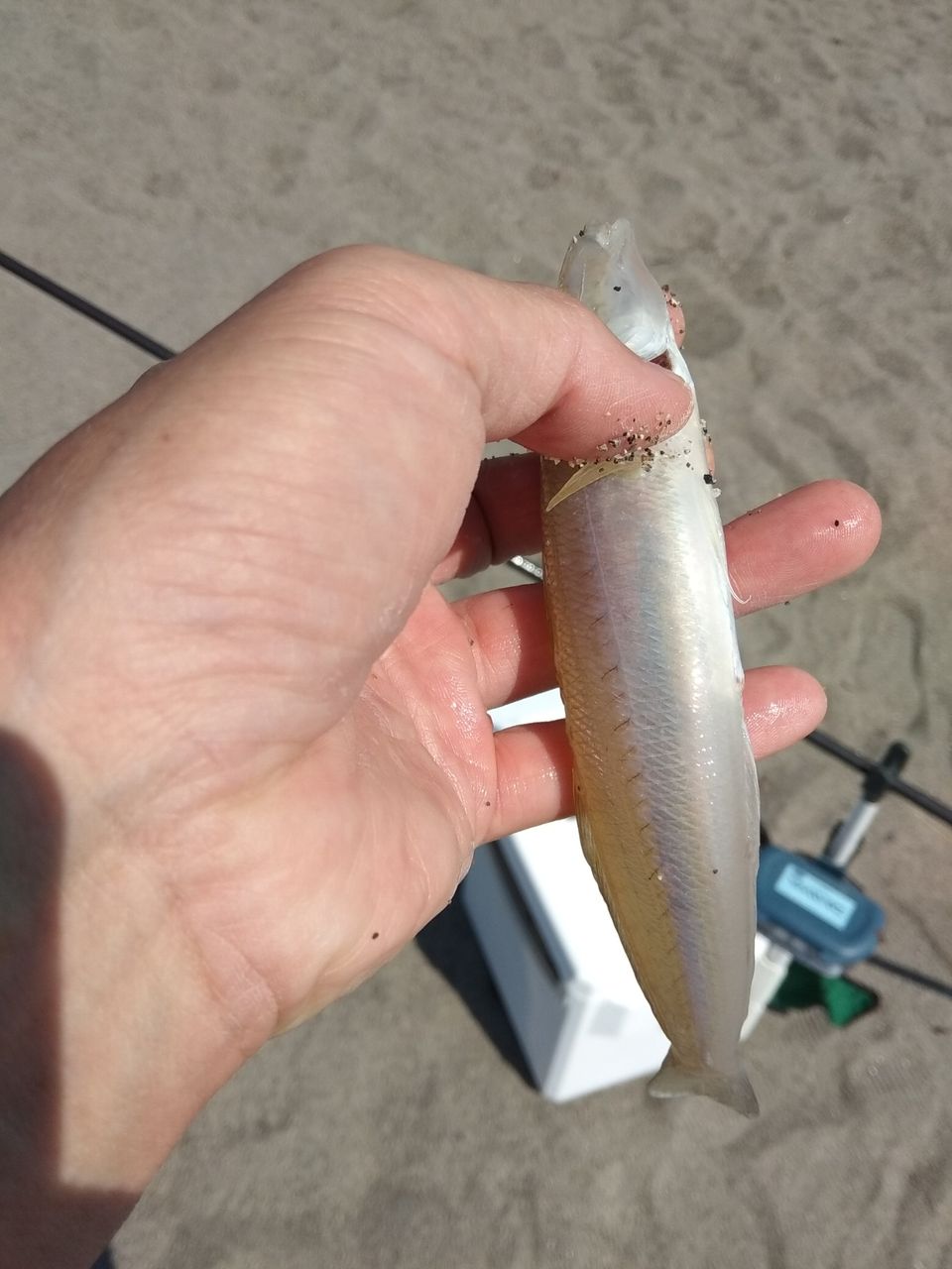 トーナメントプロキャスターAGS 25-405お買い上げ頂きました : 投げは