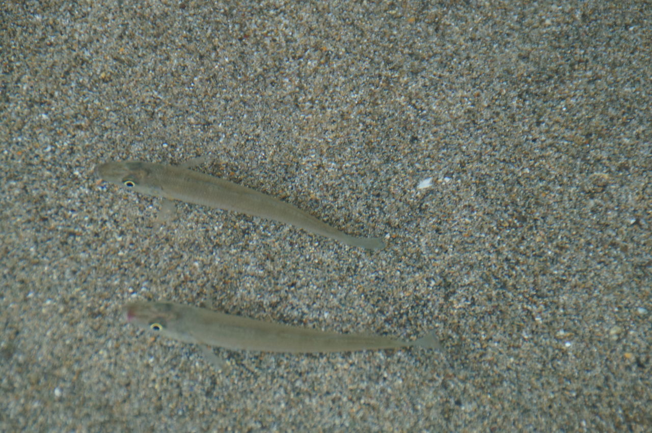 キス 海中の様子 投げは友あれ