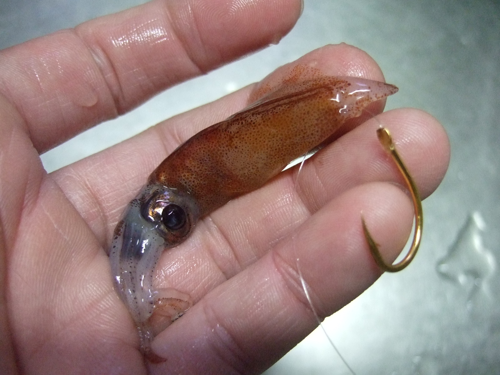 ホタルイカの身投げ３ 投げは友あれ