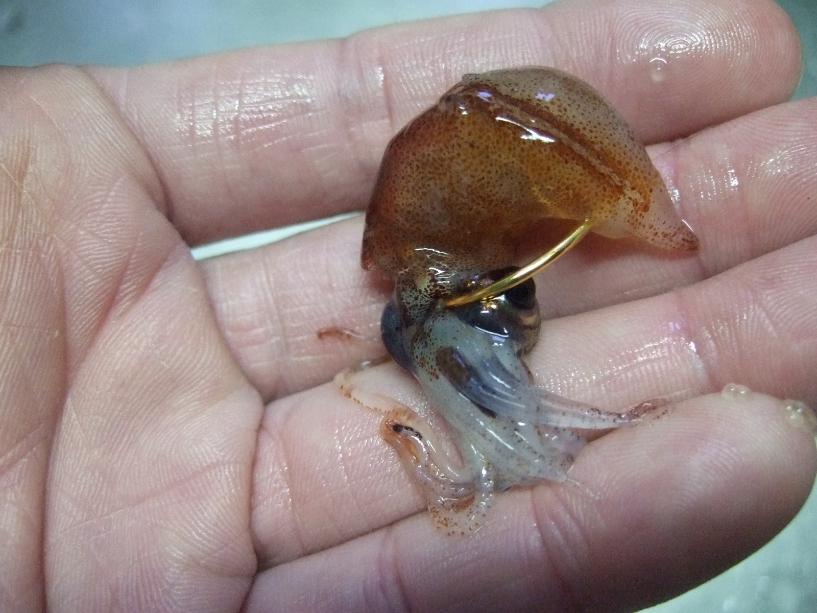ホタルイカの身投げ３ 投げは友あれ