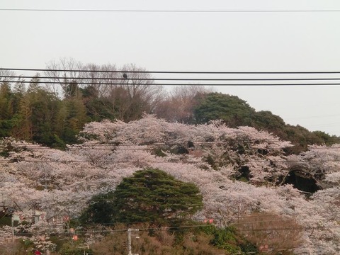 日本画家・柳樂晃里１９０４０５２社日山の桜