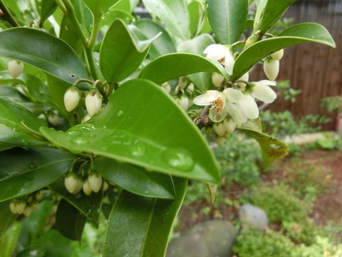 日本画家・柳樂晃里１９０６１６榊の花３