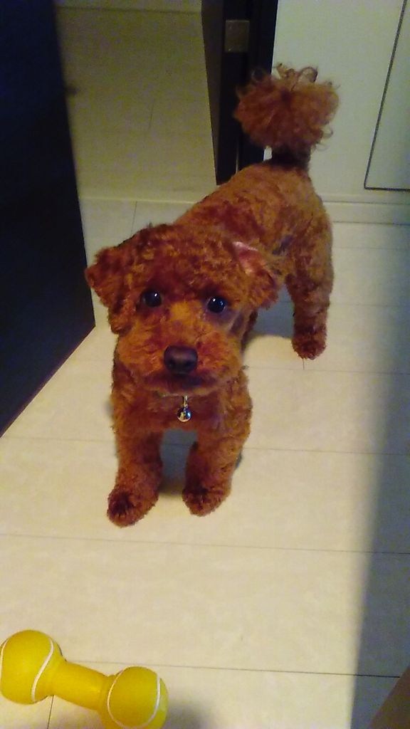 トイプードルのお留守番 忠犬 トイトイ