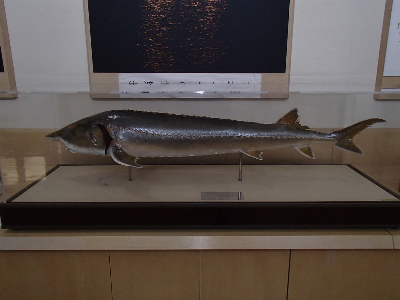魅力ある 魚たち 渚のぶろぐ