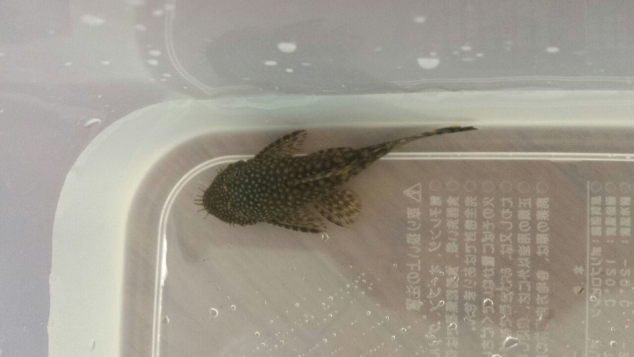 ロイヤルプレコ日記 ロイヤルプレコ日記