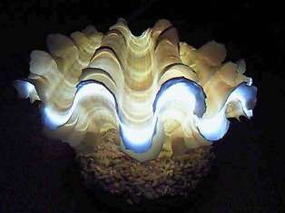 ヒレシャコガイのランプが入荷しました 渚工房 Beach Craft Shop