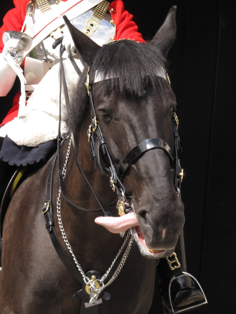 近衛騎兵　写真集　バッジ　旗　徳利　お猪口 Amazon.co.jp: 大英帝国勲章 OBE◇UK イギリス ナイト 騎士団