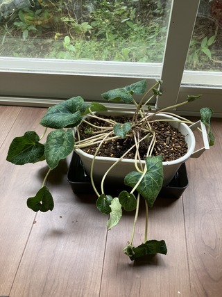 IMG_E442BB05-9D00-4BEB-9616-F63FD7384364