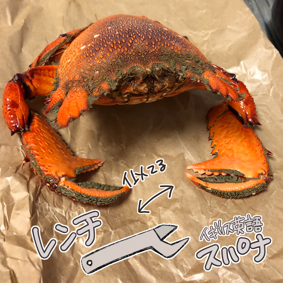 日本では希少食材 スパナクラブ を食べたよな話 みれはきほん日本にいない Powered By ライブドアブログ