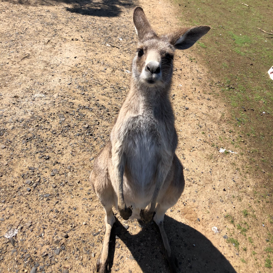 写真更新 オーストラリアの野生動物保護センター みれはきほん日本にいない Powered By ライブドアブログ