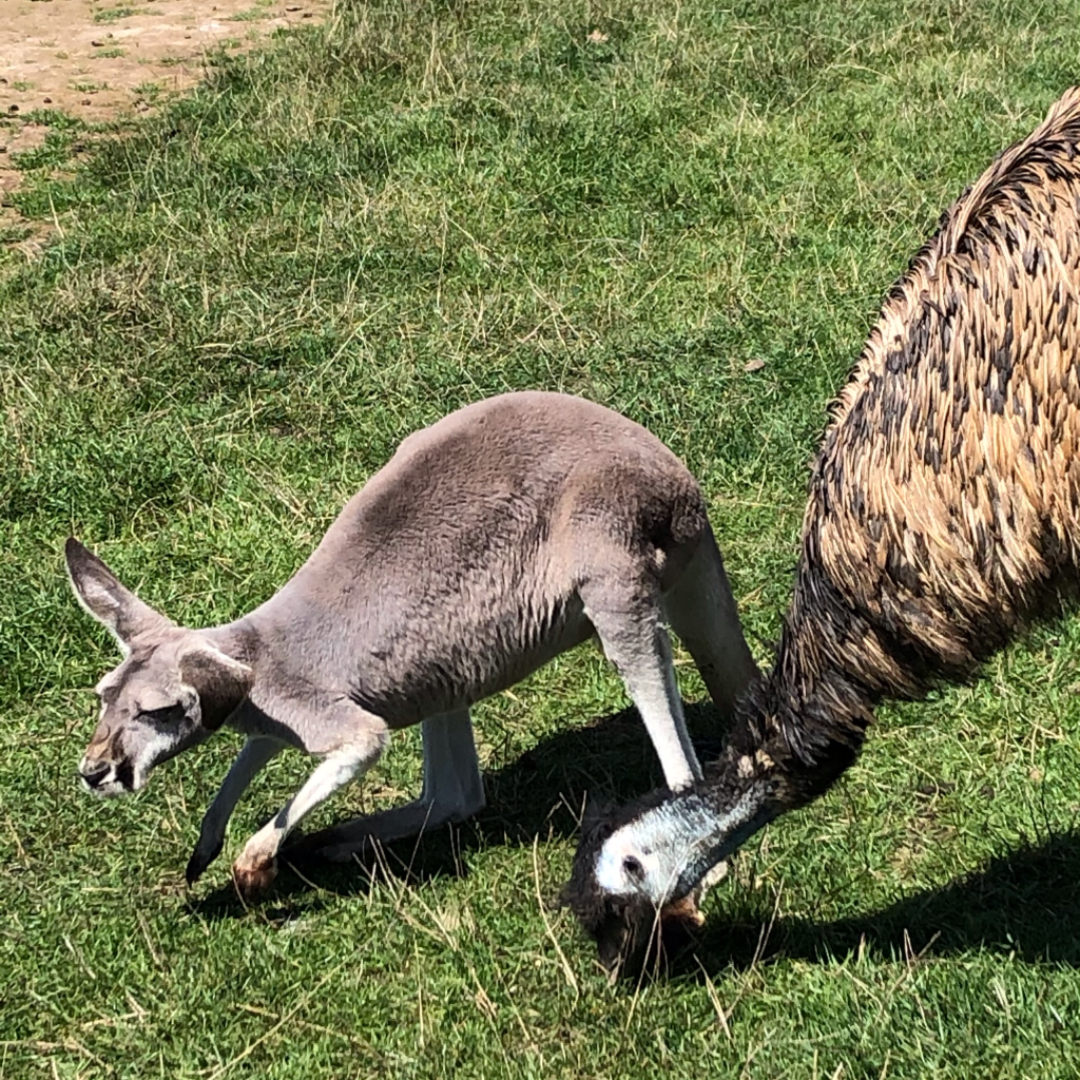写真更新 オーストラリアの野生動物保護センター みれはきほん日本にいない Powered By ライブドアブログ 写真更新 オーストラリアの野生動物保護センター みれはきほん日本にいない Powered By ライブドアブログ