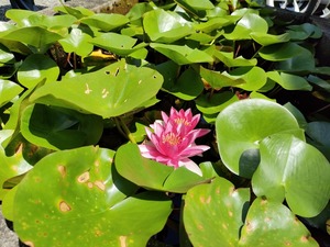 IMG20220724103651