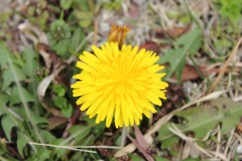 1313_dandelion