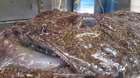 アンコウ 1