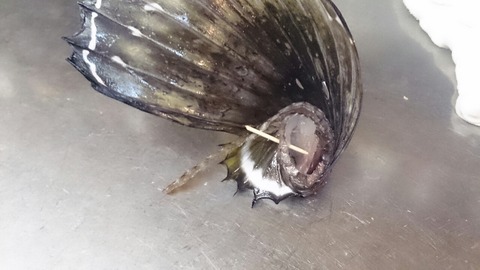 八角