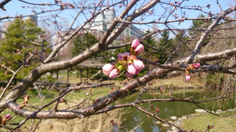 中島公園