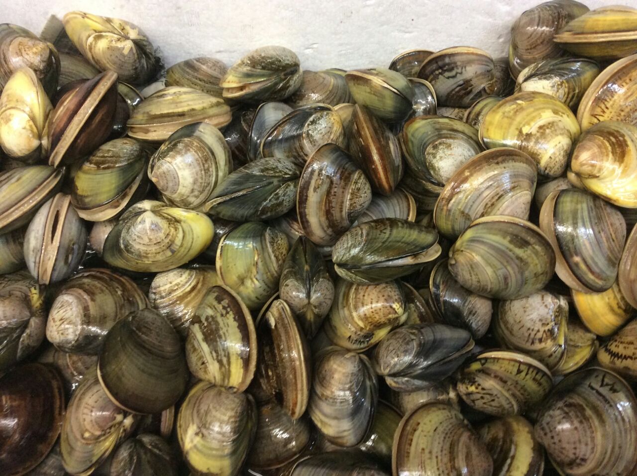 はまぐり チャンスタイム突入 先方のご厚意に甘えまくります 札幌牡蠣小屋居酒屋 なごみや一夜