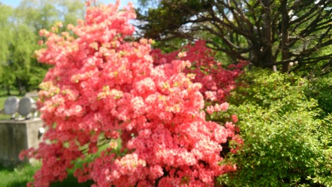 つつじ