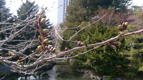 桜