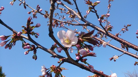 中島公園