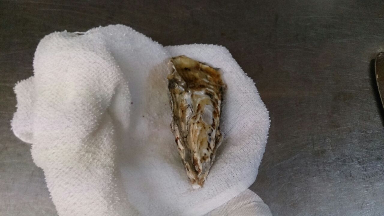 牡蠣の剝き方です これでおうちでも 生牡蠣 Ok 札幌牡蠣小屋居酒屋 なごみや一夜 牡蠣の剝き方です これでおうちでも 生牡蠣 Ok 札幌牡蠣小屋居酒屋 なごみや一夜