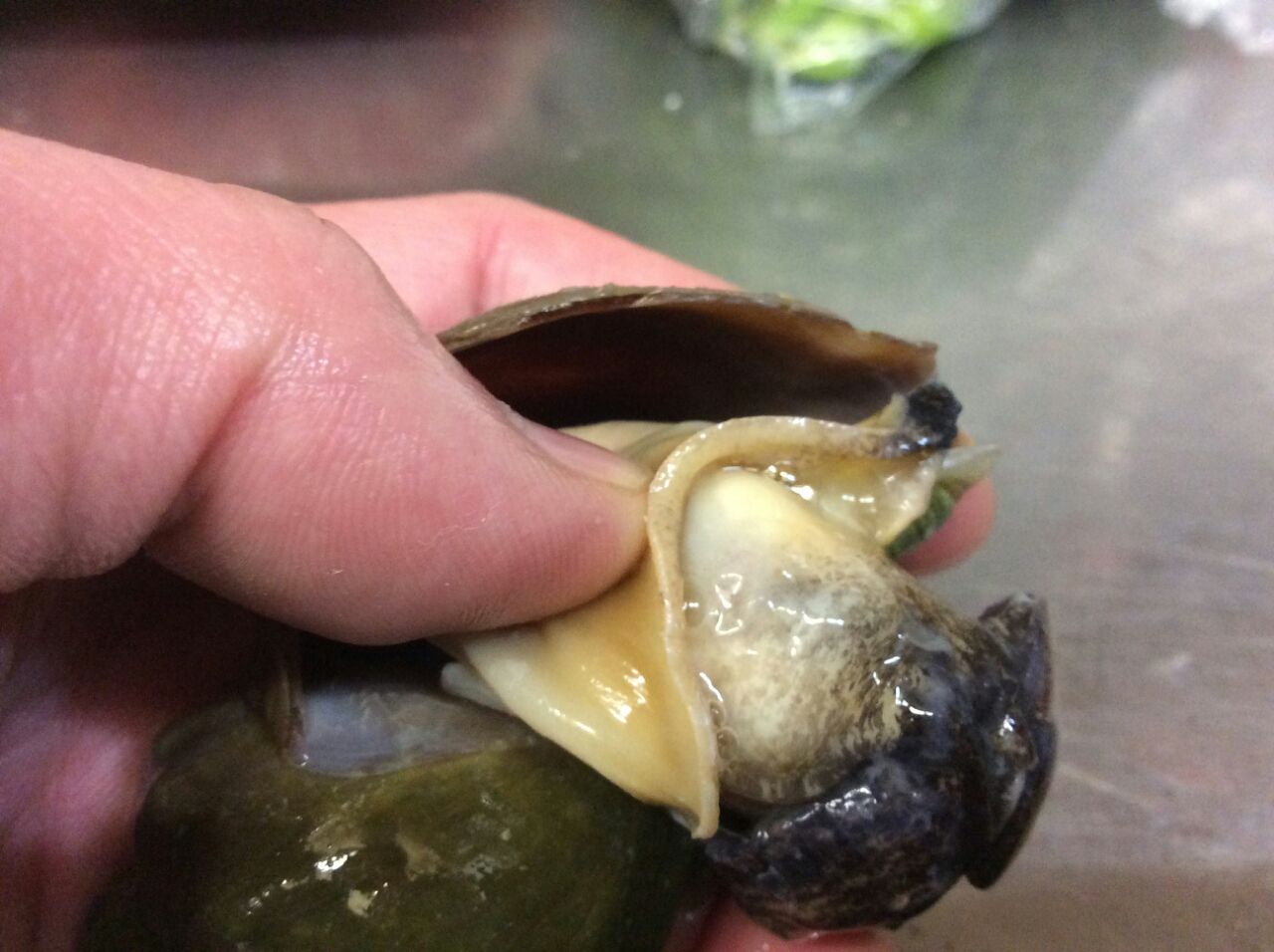 屋台のつぶ焼きが簡単に楽しめる 青ツブのあぶら 唾液腺 の取り方 札幌牡蠣小屋居酒屋 なごみや一夜