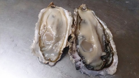 牡蠣くらべ