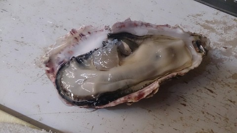春牡蠣
