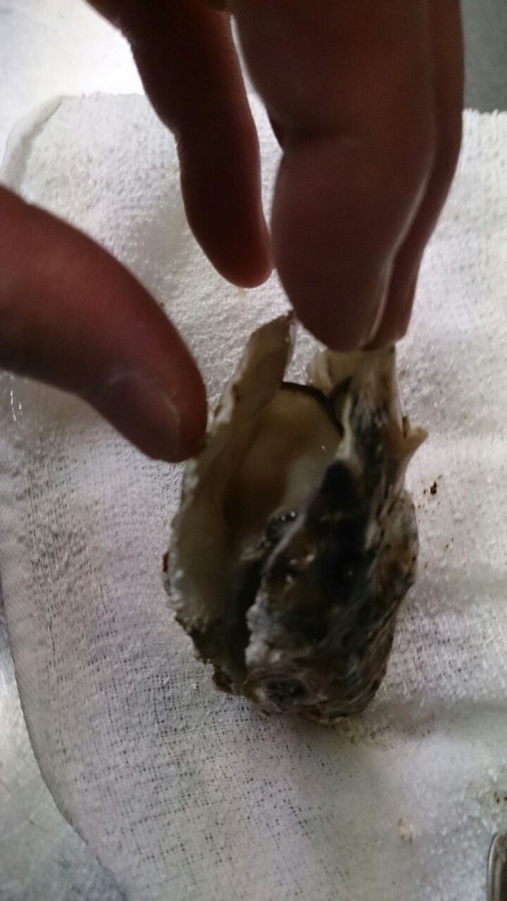 牡蠣の剝き方です これでおうちでも 生牡蠣 Ok 札幌牡蠣小屋居酒屋 なごみや一夜 牡蠣の剝き方です これでおうちでも 生牡蠣 Ok 札幌牡蠣小屋居酒屋 なごみや一夜