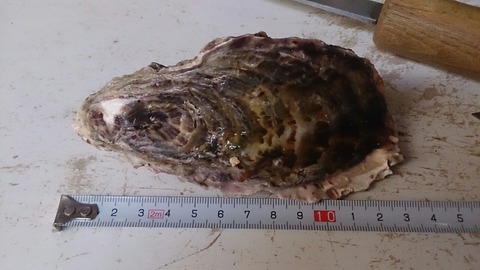 春牡蠣