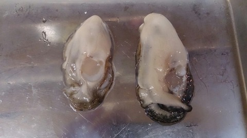 牡蠣くらべ