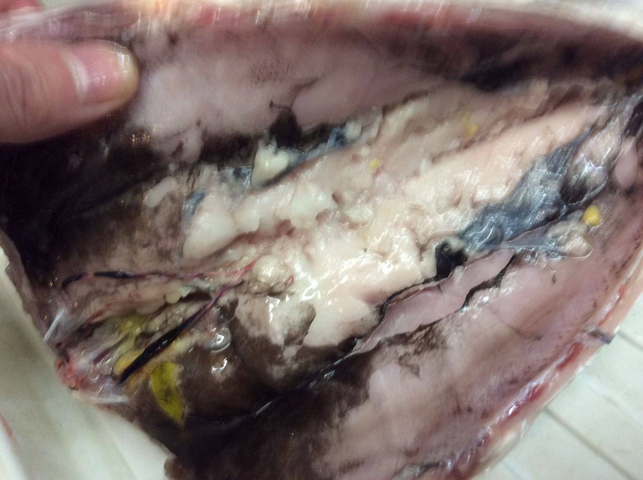 ボラの捌き方 鯔 ぼら を刺身で食べてみた 札幌牡蠣小屋居酒屋 なごみや一夜 ボラの捌き方 鯔 ぼら を刺身で食べてみた 札幌牡蠣小屋居酒屋 なごみや一夜
