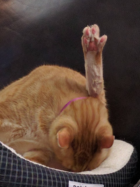 06136783.jpg