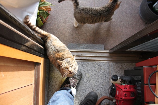 このような押しかけ女房的な猫だから、きっと他所で可愛がられてると思うおｗｗｗ → どう見ても・・・【再】