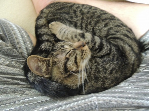 猫が丸まって・・・→いやむしろ○角形だ→○角形ではなく、○○○型に見えませんか？【再】