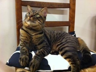chinese li hua　っていう貴重な猫種がフツーのキジトラに見える…【再】