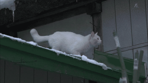 6055ed09.gif