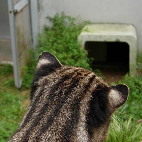 648533c9.jpg