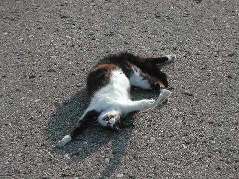 78353c9f.jpg