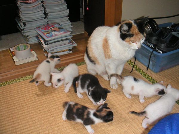 cat-sc-neko_01165