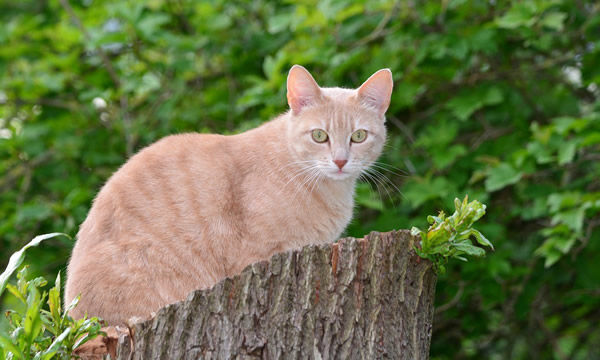 猫24